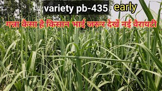 गन्ने की वैरायटी जबरदस्त एक पौधे में गन्नो की संख्या/ अधिक the best variety cane