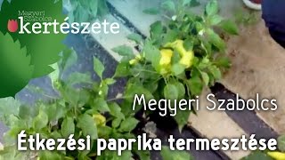 Étkezési paprika termesztése -Zöldségpalánta rendelés - Zöldségpalánta Kertészet