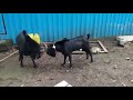 barbara goat fight in mumbai