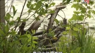 獨立特派員305集(大壩‧河殤 浴火重生)