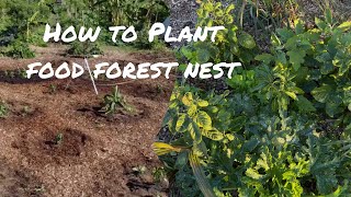 How to Plant a Syntropic Food Forest Nest | Step-by-Step Guide