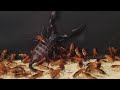 scorpion do not expected that【1000 cockroaches】