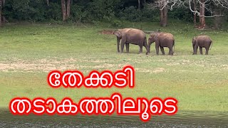 Thekkady | തേക്കടി തടാകത്തിലൂടെ | Thekkady Lake