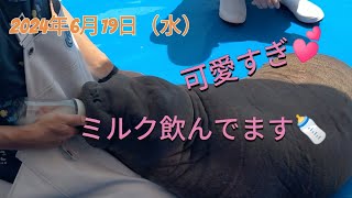 うみたまご2024年6月19日泉ちゃんの赤ちゃん、ミルク飲み初投稿