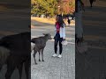 少女と鹿の愛に皆が驚いた奈良公園の感動の瞬間 nara deer park in japan