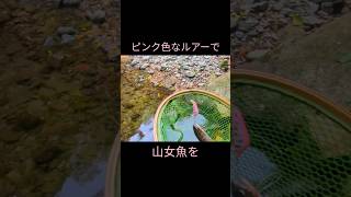 ピンク色なルアーで山女魚を✨