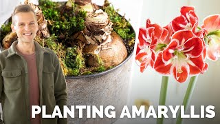 How to Plant Amaryllis for Christmas