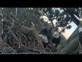 Shadow brings a branch Big Bear Bald Eagle Wide View Cam / Big Bear Bald Eagle Live Nest Cam 💖💖💖