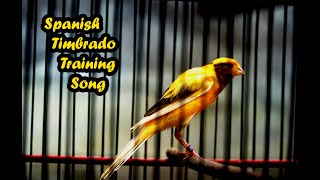 Spanish Timbrado  Canary Singing Powerful Training Song