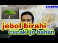 cara jebol birahi cucak ijo bahan hutan