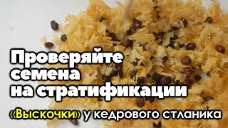 Проверяйте семена на стратификации. \