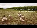 Afforesting Iceland - a cause for optimism