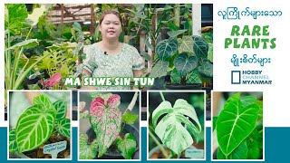 လူကြိုက်များတဲ့ rare plants မျိုးစိတ်များ