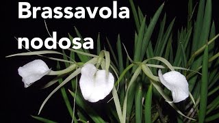 Brassavola Nodosa – IN SHEATH \u0026 Orchid Update