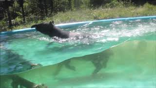 プールを楽しむマレーバク~多摩動物公園 - Malayan Tapir enjoyed swimming@Tama Zoological Park