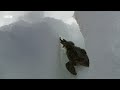 Frogs Race For Love  Planet Earth III  BBC Earth
