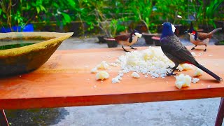 Exploring Wildlife Up Close with a Window Bird Feeder Camera | Bird Feeder Camera Review