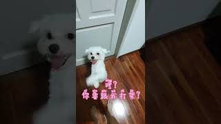 跟狗打架! Bergaduh dengan anjing saya! #maltese #马尔济斯