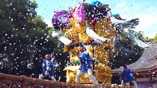 菅生神社秋祭り 2024　10の4　大辻・山本西・中辻太鼓台 宮入り奉納　本殿前で見事に差し上げ、大量の紙吹雪が舞い散る！ 凄いぞ！！！ 　香川県三豊市山本町辻　2024年10月6日