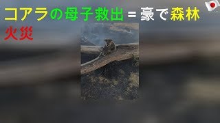 豪森林火災、コアラの母子を救出