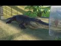 【planet zoo】爬虫類館でアメリカアリゲーターを飼育しよう！【動物園を作ろう！ 120】