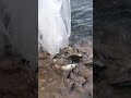 Запускаем КАРПЯТ в дикий пруд рыбалка fishing зарыбление карпята карп