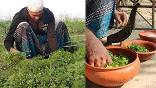 CORIANDER LEAVES BHORTA | Bangladeshi Village Food | ধনেপাতার ভর্তা দিয়ে একথালা গরম ভাত!