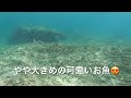 【vlog】シュノーケル@マイバー海岸🤿思ったより魚いたよ❣️😄🐠