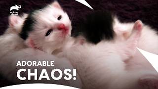 Turkish Vans Kittens Take Over with Cuteness Overload! | Too Cute | Animal Planet