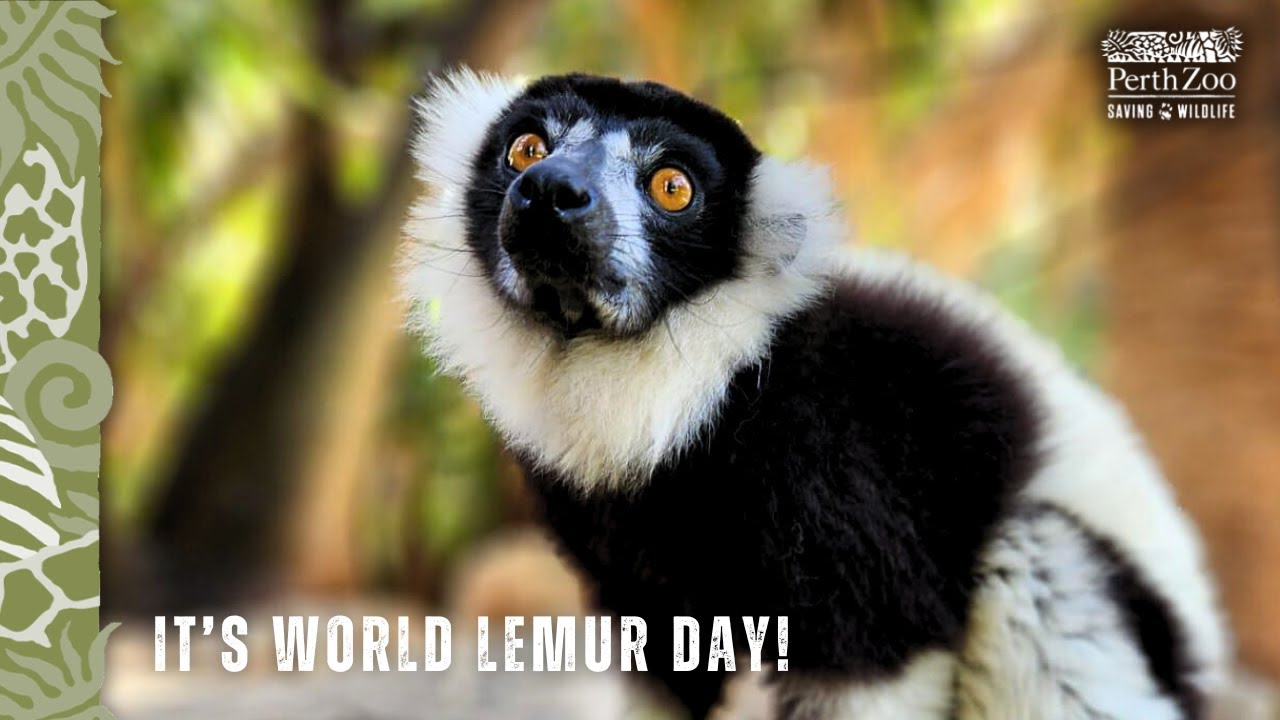 World Lemur Day 2023 - YouTube