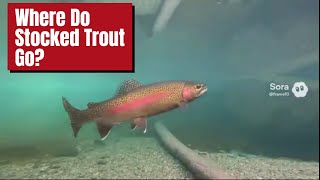 What Happens to Stocked Trout After Spring?