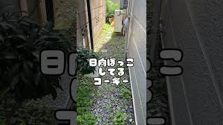 日向ぼっコーギー #corgi #dog #コーギー #shortvideo