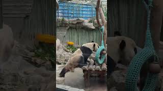 大海这一字马不错 #panda #cute #大熊猫 #熊