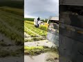 rice 🌾 harvesting machinery in china 🇨🇳 china rice agriculture