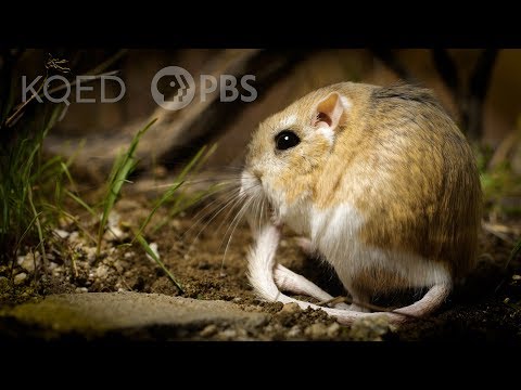 Are kangaroo rats endangered 2020?