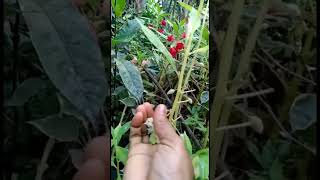 balsam seed collecting காசித்தும்பை விதை சேகரிப்பு #short #homegardening #nature