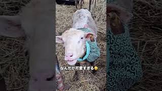 【石狩ひつじ牧場】なおこJrのフレーメンが可愛い😍