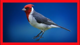 Red Crested Cardinal Song, Soud, Call, Bird Chirp, Vocalization - 3 Hours - Best - Paroaria Coronata