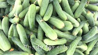 មកប៉ះត្រសក់នៅចំការ / Review and Harvest Cucumbers