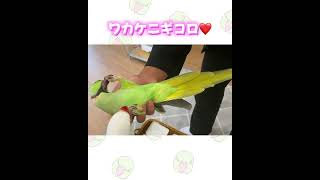 若い男子限定！ワカケニギコロにうっ鳥なアタス #インコ #ワカケホンセイインコ #indianringneck #shorts