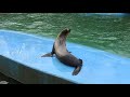 すぃ～と滑るカリフォルニアアシカの赤ちゃん　california sea lion　2018 0219 01116