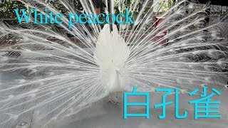 White peacock dance 白クジャクの舞@掛川花鳥園　KAKEGAWA BIRD PARK