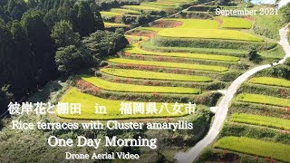 【癒し動画】彼岸花と棚田　Rice terraces with Cluster amaryllis　One Day Morning　Dji_mini撮影ドローン空撮