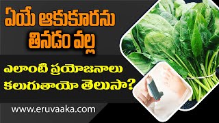 ఈ ఆకుకూరల ప్రయోజనాల గురించి మీకు తెలుసా|Leafy Vegetables Health Benefits|Leafy Vegeatbles|Eruvaaka