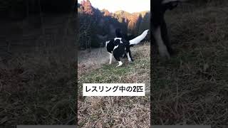 【甲斐犬】楓と【元野良】麦の走り回った後の遊び方#shorts