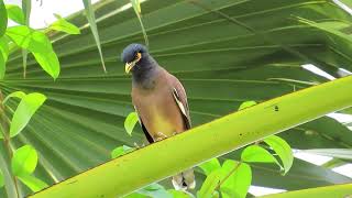 Myna Action Life #Channel Lovely Bird You Welcome .