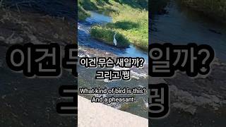 이건 무슨 새야? 그리고 꿩 What kind of bird is this? And a pheasant #새 #꿩 #bird