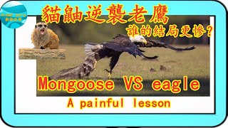 貓鼬逆襲老鷹,誰的結局更慘？Mongoose VS eagle,a painful lesson.