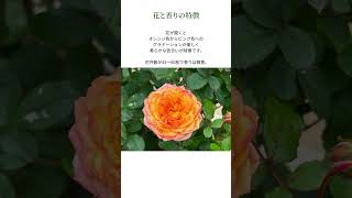 【ばら図鑑】 NO_32　ベビーロマンティカ　フロリバンダ　四季咲き　#バラ  ＃薔薇  #rose  #baby_romantica  ＃ローズガーデン　＃薔薇栽培　＃shorts