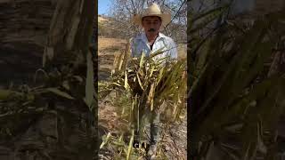 ##guajes #rojos #campo #rancho #campesino #shorts #viral #puebla #mexíco